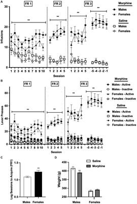 Magnitude and predictors of elasticity of demand for morphine are similar in male and female rats